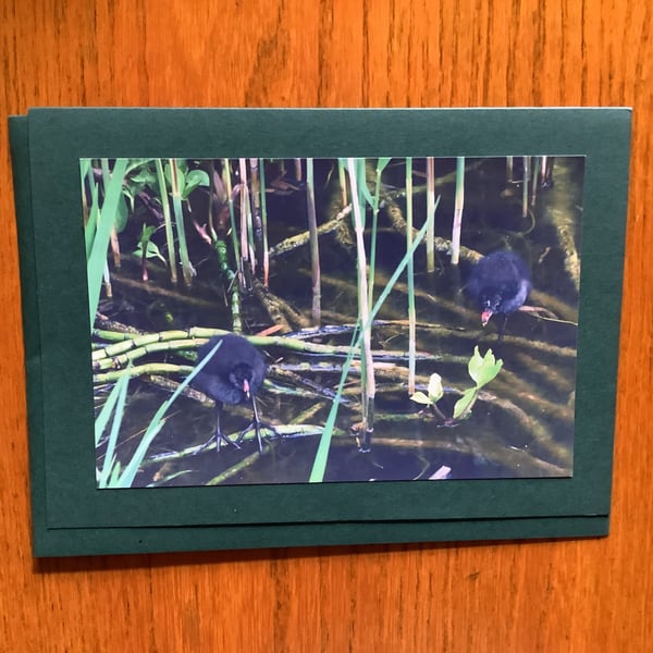 Handmade original photo card 'Two moorhen chicks'