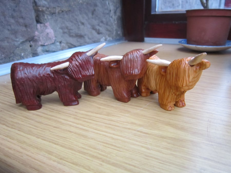 highland coo,highland cow