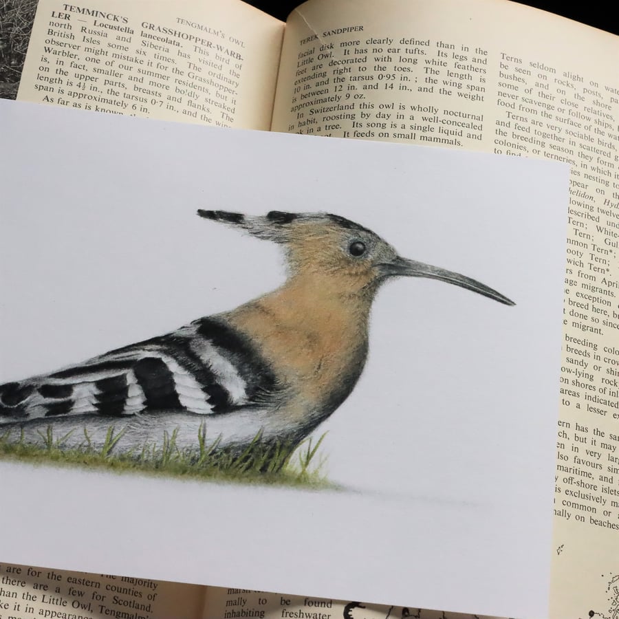 Hoopoe Illustration Print - A5 - British Birds - Wildlife Art
