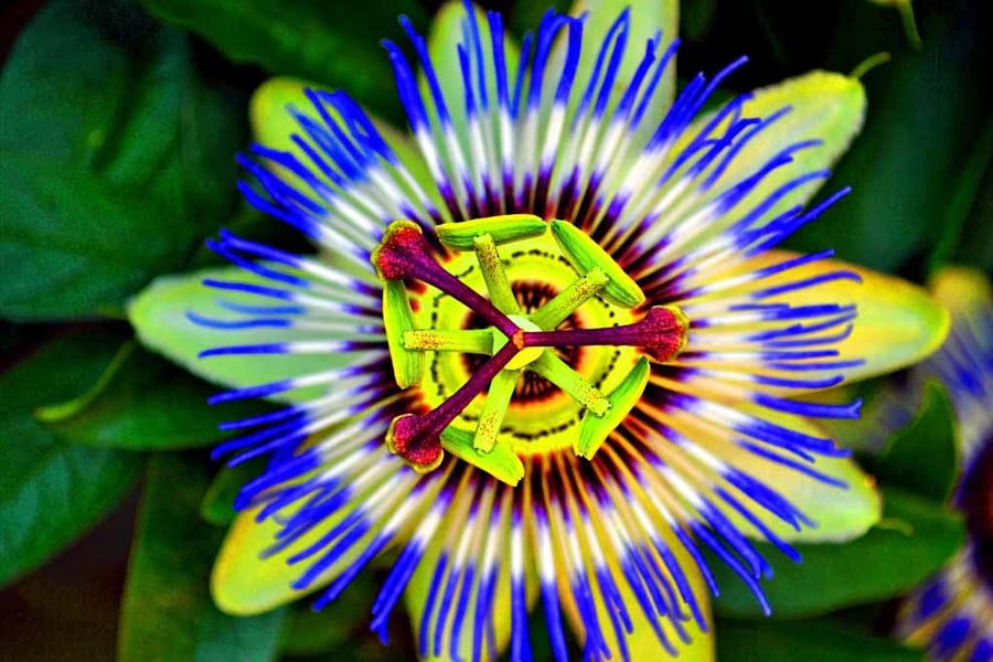 Passion Flower Summer Flowering Plant Photograph Print