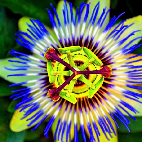 Passion Flower Summer Flowering Plant Photograph Print