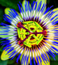 Passion Flower Summer Flowering Plant Photograph Print - Image 1