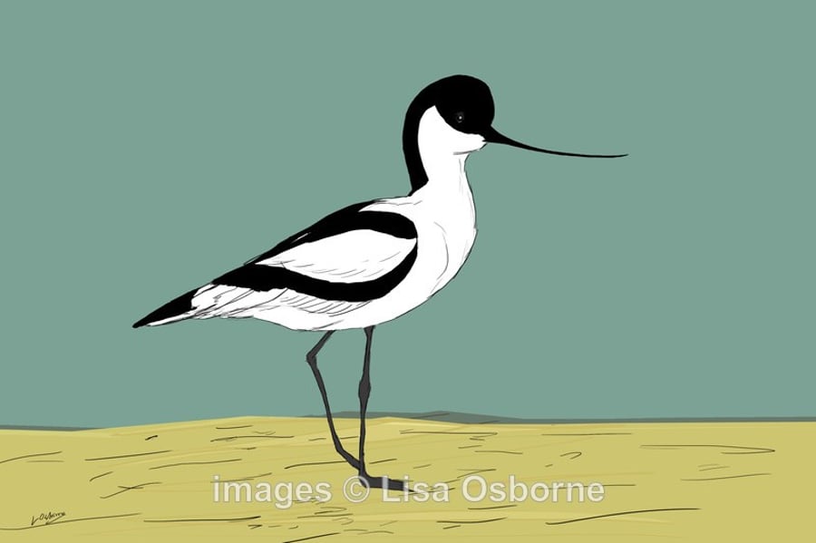 Avocet. Signed print. Digital illustration. Birds. Wildlife. Coast
