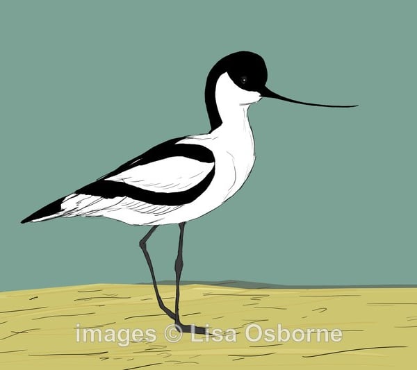 Avocet. Signed print. Digital illustration. Birds. Wildlife. Coast