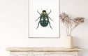 Beetle Art Prints