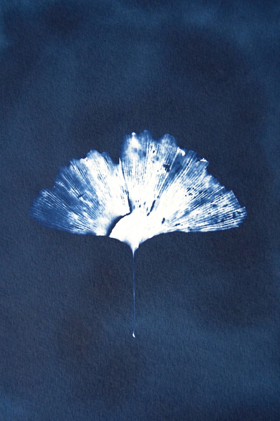 cyanotype print: "Ginkgo". Original, one of a kind, mounted ready to frame.