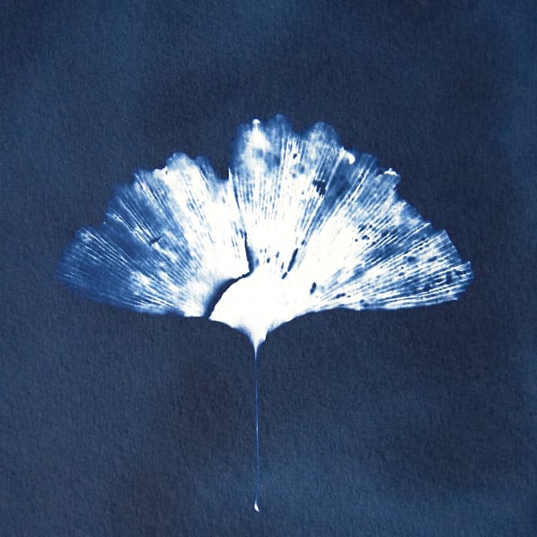 cyanotype print: "Ginkgo". Original, one of a kind, mounted ready to frame.