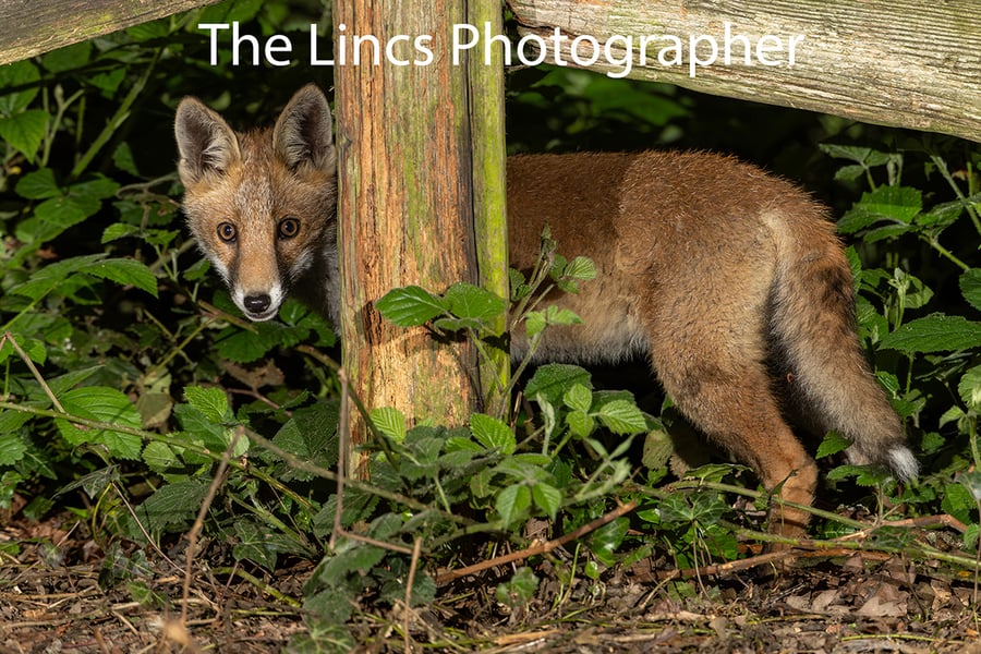 Fox cub print (Limited edition of 10)