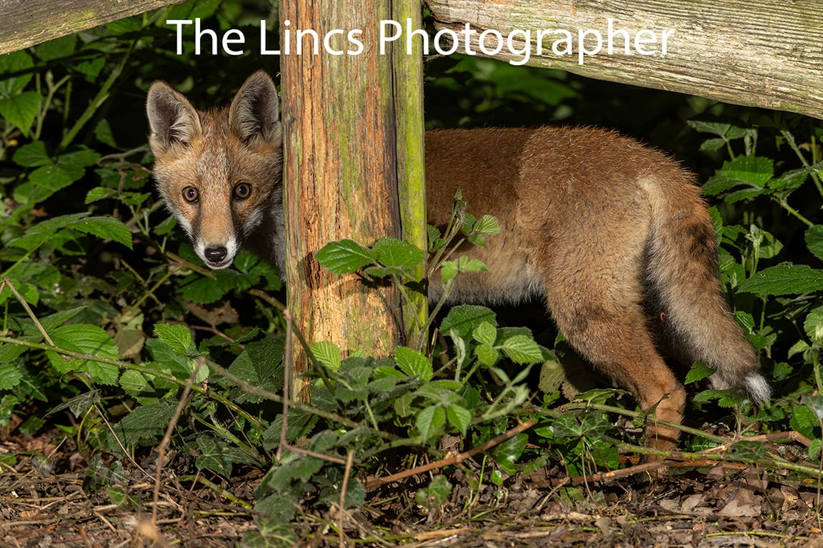 Fox cub print (Limited edition of 10)