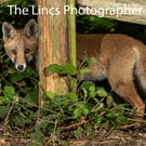 Fox cub print (Limited edition of 10)