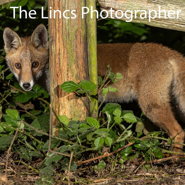 Fox cub print (Limited edition of 10)