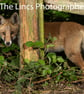 Fox cub print (Limited edition of 10)