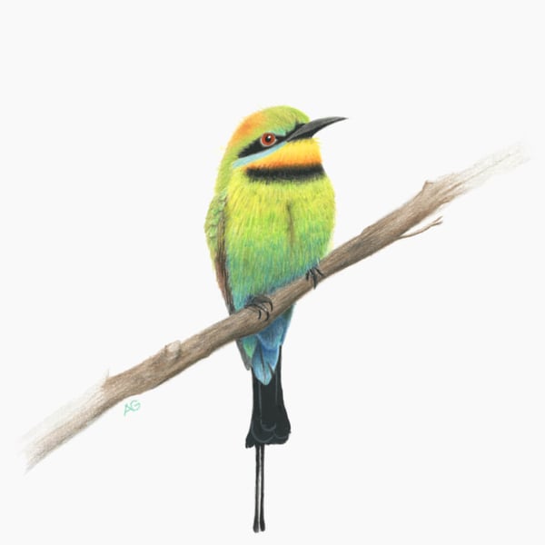 Fine Art Giclée Print Rainbow Bee-eater Bird