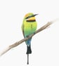 Fine Art Giclée Print of a Rainbow Bee-eater Bird