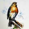 Robin, Original Watercolour Painting.