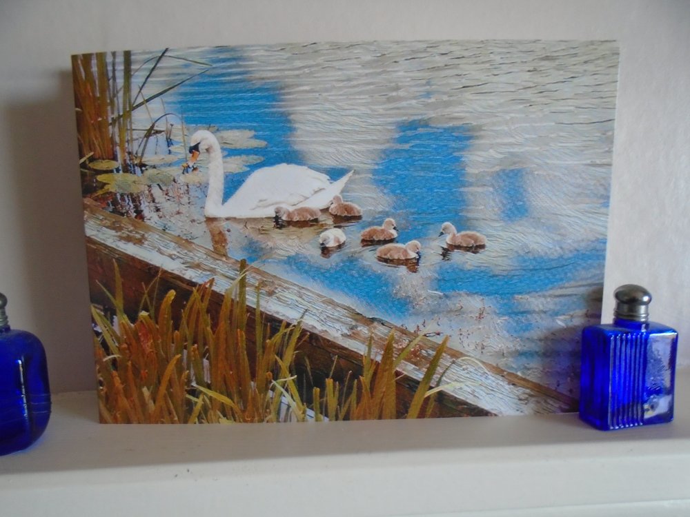 Swan and 6 Cygnets  Norfolk Creek Blank Greeting Card & Envelope Unique Design 