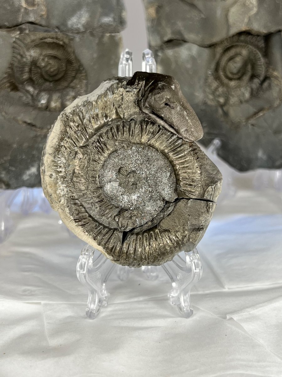 Whitby Folklore St Hilda Snakestone Ammonite Dac Fossil North Yorkshire Coast 