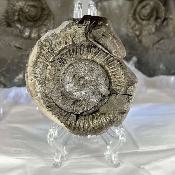 Whitby Folklore St Hilda Snakestone Ammonite Dac Fossil North Yorkshire Coast 