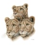 Lion Cubs Original Coloured Pencil Drawing - Image 2