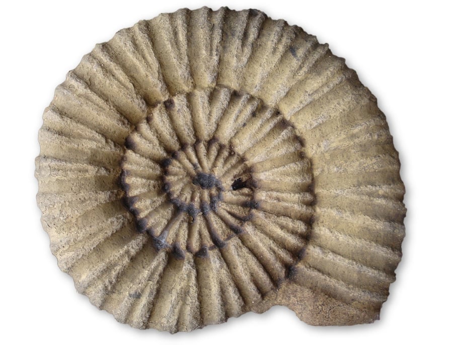Ammonite Plaque or Stepping Stone