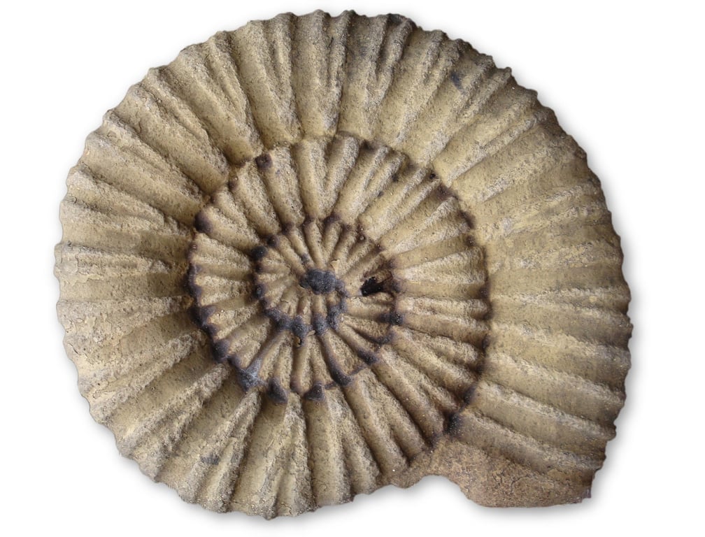 Ammonite Plaque or Stepping Stone