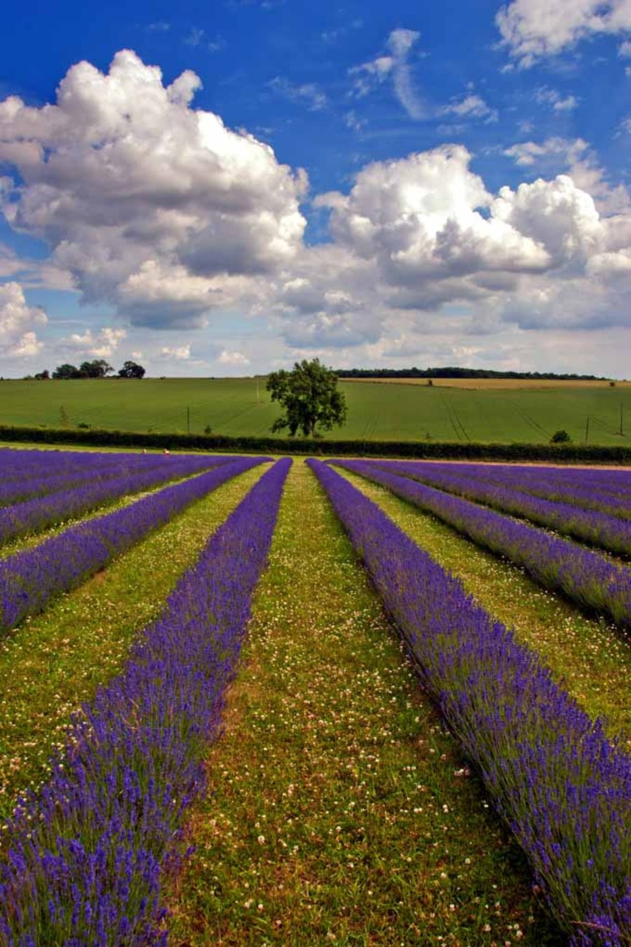 Lavender Field Purple Flowers Cotswolds Photograph Print