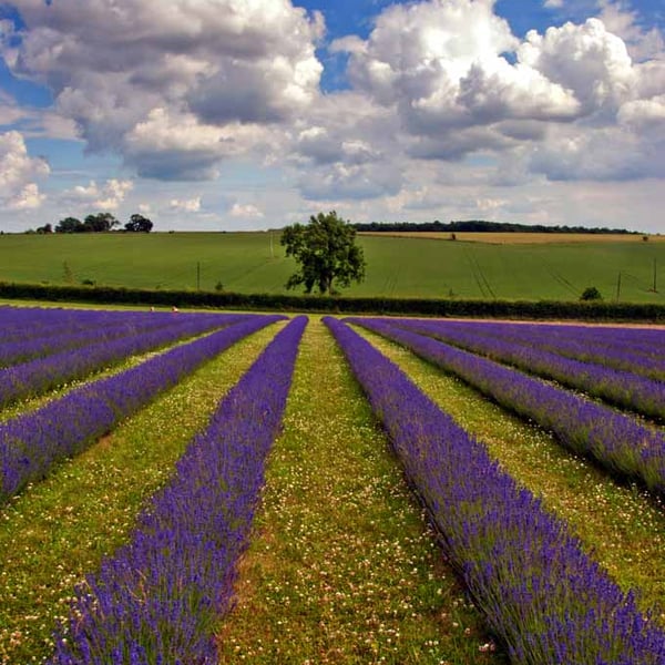 Lavender Field Purple Flowers Cotswolds Photograph Print