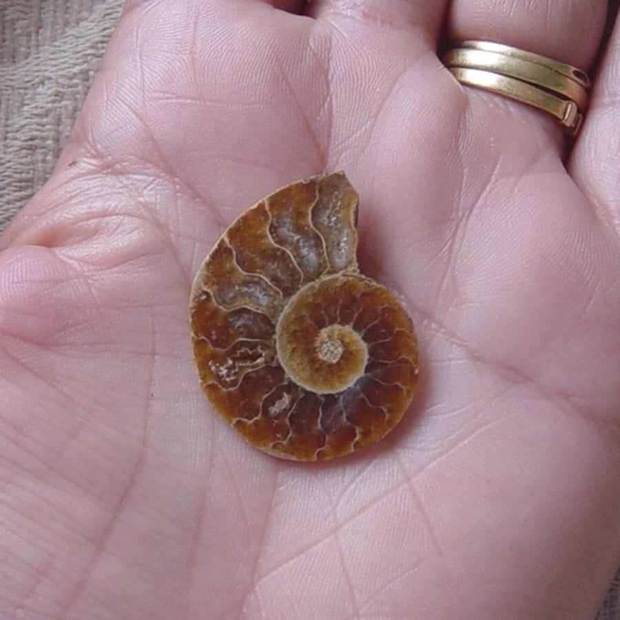 Beautiful Large Polished Half Ammonite, for jewellery making or crafting project. 