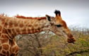 South Africa Wildlife Photographs