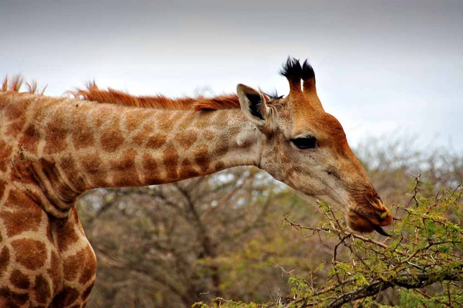 Giraffe Zulu Nyala Game Reserve South Africa Photograph Print