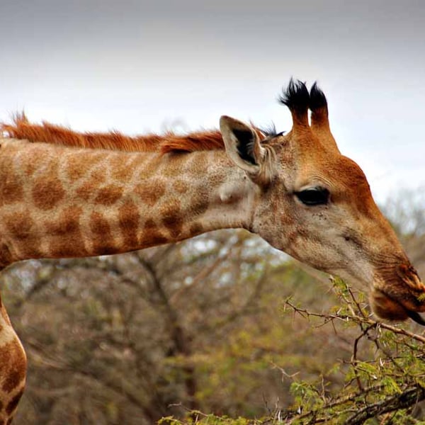 Giraffe Zulu Nyala Game Reserve South Africa Photograph Print