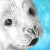 Seal Pup - Signed Framed Art Print - Pencil Sketch Drawing & Watercolour Picture