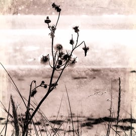 Botanical beach abstract, fine art photography, Archival print. 8"x 6.5" mounted