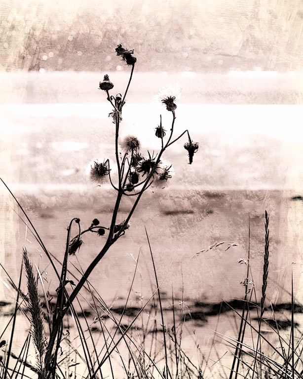 Botanical beach abstract, fine art photography, Archival print. 8"x 6.5" mounted