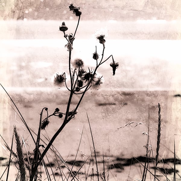 Botanical beach abstract, fine art photography, Archival print. 8"x 6.5" mounted