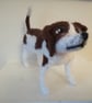 Jack Russell SOLD - Image 2