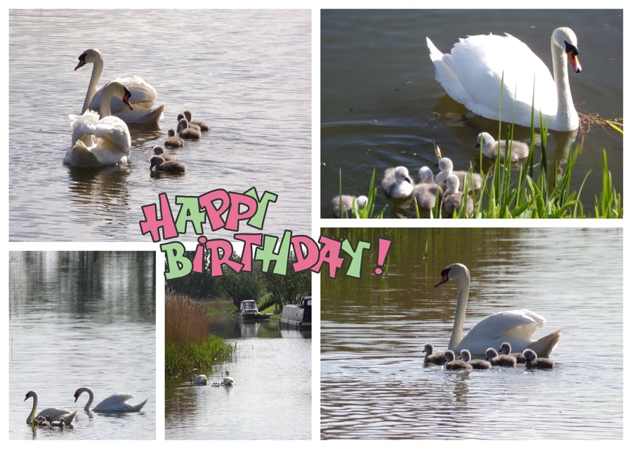 Happy Birthday Swans & Cygnets Card 
