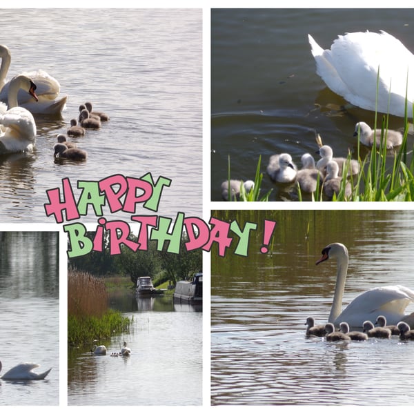 Happy Birthday Swans & Cygnets Card 