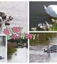 Happy Birthday Swans & Cygnets Card  - Image 1
