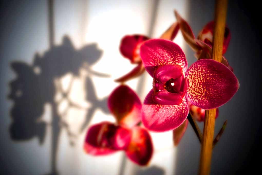 Red Purple Orchid Flower Flowering Plant Photograph Print