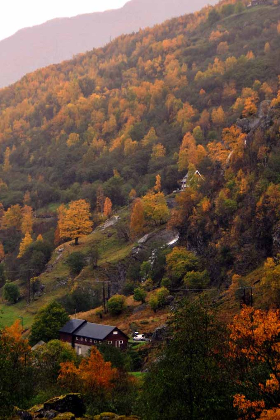 Autumn Trees Flamsdalen Valley Flam Norway Photograph Print