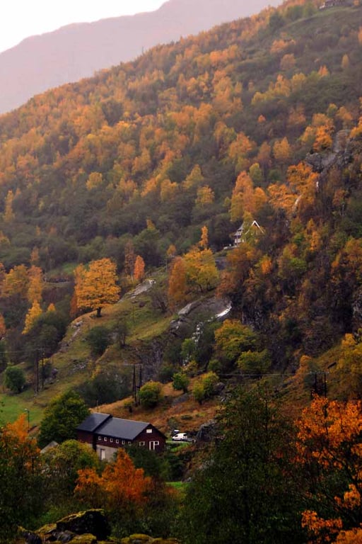 Autumn Trees Flamsdalen Valley Flam Norway Photograph Print