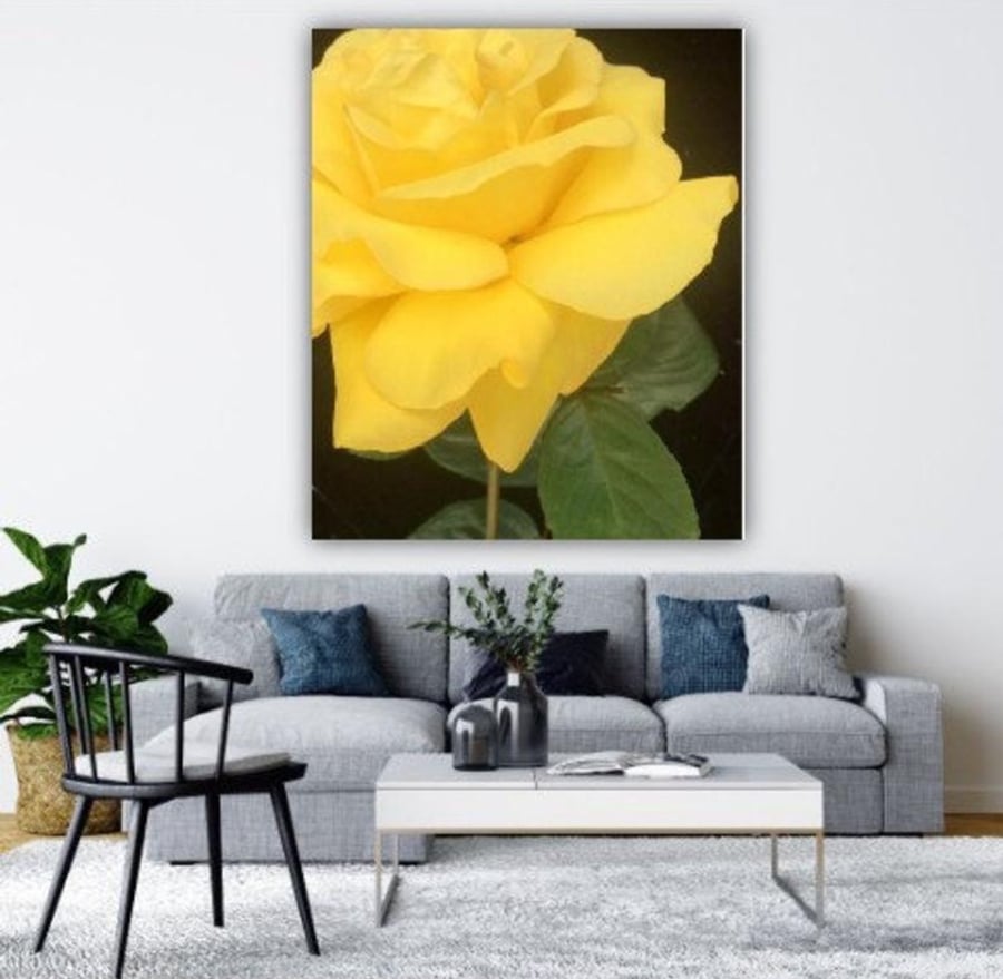 SINGLE YELLOW ROSE.