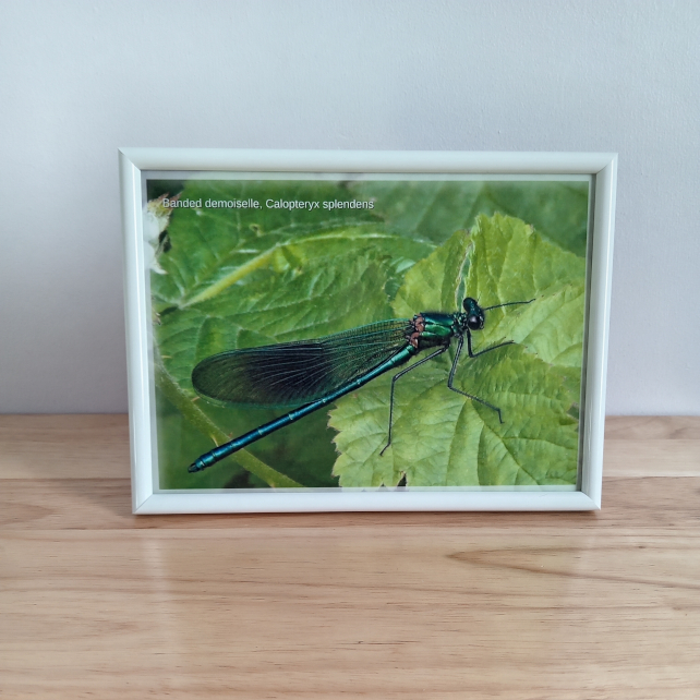 Banded demoiselle