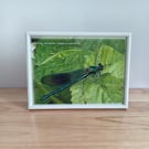 Banded demoiselle