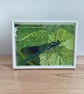 Banded demoiselle