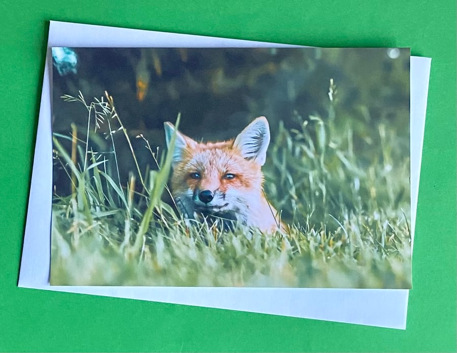 Fox Cub Hiding - Photographic Print Greetings Card