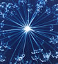  Cyanotype Botanical Art in a Hoop. - Image 6