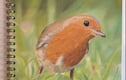 Notebooks-wildlife art