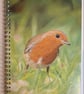 ‘Rocker’ Robin Notebook, Sketchpad